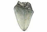 Partial, Fossil Megalodon Tooth - North Carolina #381543-1